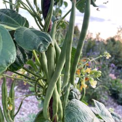 B�nner fr�. Terli. Stangb�nner. Phaseolus vulgaris. Ca. 50 Fr�