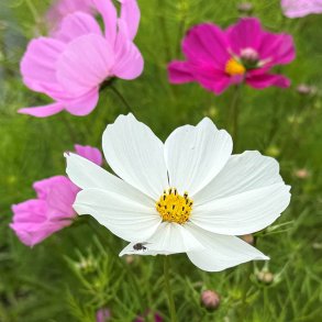 Stolt kavaler fr�. Tetra Versailles. Cosmos bipinnatus. Ca. 315 Fr�