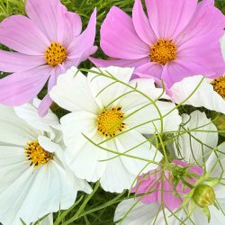 Stolt kavaler fr�. Tetra Versailles. Cosmos bipinnatus. Ca. 315 Fr�