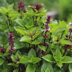 Basilikum. Thai. Ocimum basilicum. Fr.