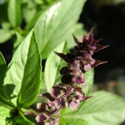 Basilikum fr. Thai. Ocimum basilicum. Ca. 300 Fr.