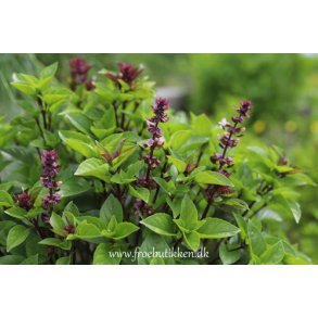 Basilikum. Thai. Ocimum basilicum. Fr.