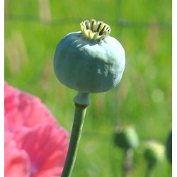Opiumvalmue. The giant. Papaver somniferum. Fr.