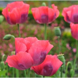 Opiumvalmue. The giant. Papaver somniferum. Fr.