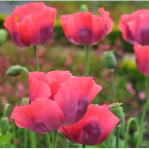 Opiumvalmue. The giant. Papaver somniferum. Fr.