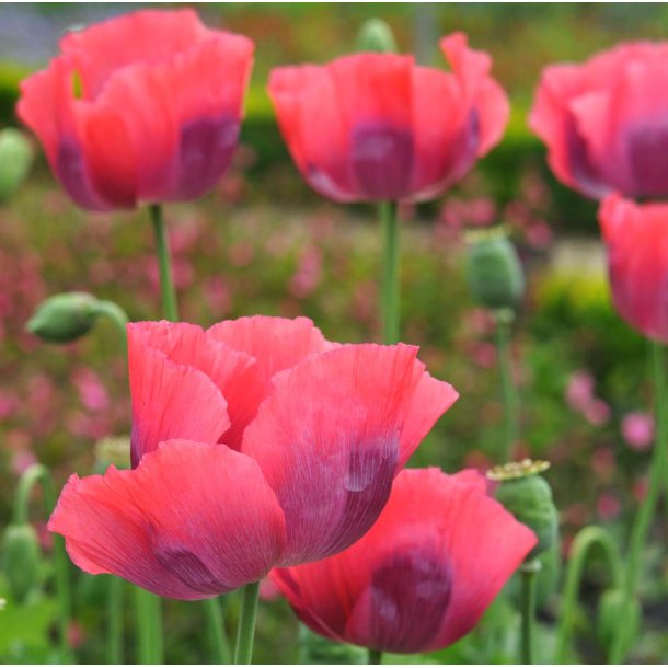 Opiumvalmue. The giant. Papaver somniferum. Fr.