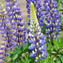 Lupiner fr�. Russel Strain The governor. Lupinus polyphyllus. Russel. H�j. Ca. 75 Fr�