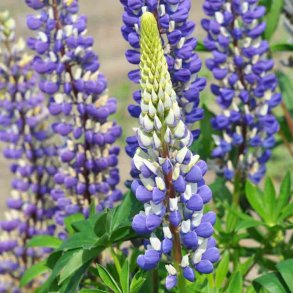 Lupiner fr�. Russel Strain The governor. Lupinus polyphyllus. Russel. H�j. Ca. 75 Fr�