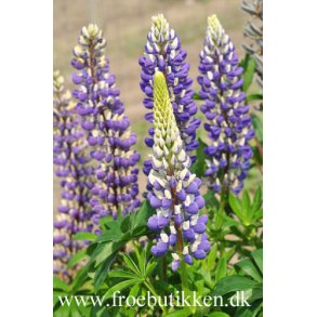 Lupiner. Russel Strain The governor. Lupinus polyphyllus. Russel. Hj. Fr