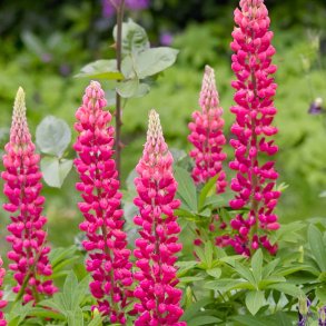 Lupiner fr�. Russel Strain The Pages. Lupinus polyphyllus. Ca. 75  Fr�