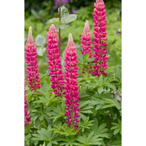 Lupiner. Russel Strain The Pages. Lupinus polyphyllus.  Fr