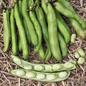 Valske b�nner fr�. Threefold white.Vicia faba. Ca. 100 Fr�.