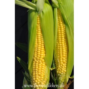 Majs. Earlibird. F1. Zea mays.  Fr