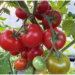 Tomat. Flonda. Solanum lycopersicum. Fr