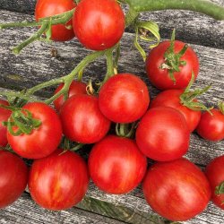 Tomat fr�. Tigerella. Solanum lycopersicum. Ca. 10 Fr�.