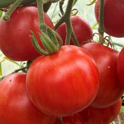 Tomat fr�. Tigerella. Solanum lycopersicum. Ca. 10 Fr�.