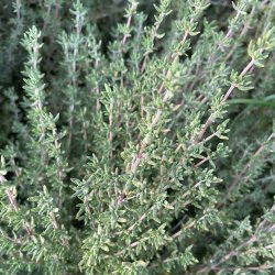 Timian fr�. Thymus vulgaris. Ca. 750 �kologiske fr�.