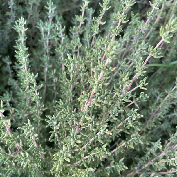 Timian fr�. Thymus vulgaris. Ca. 750 �kologiske fr�.