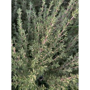 Timian. Thymus vulgaris. kologisk. Fr.