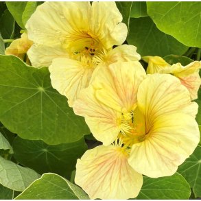 Blomsterkarse. Tip Top Pink blush. Tropaeolum minus. Fr