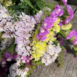 Hindeb�ger fr�/ Staticer. Mix. Limonium sinuatum. Ca. 275 Fr�.