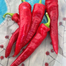 Chili fr. Lombardo. Capsicum annuum. Ca. 360 Fr