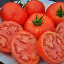 Tomat fr�. Ace 55 VF. Solanum lycopersicum. Ca. 40 �kologiske fr�