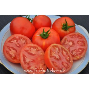 Tomat. Ace 55 VF. Solanum lycopersicum. kologisk fr