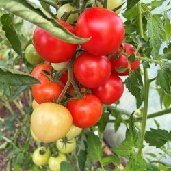 Tomat fr�. Agent. Solanum lycopersicum. F1. Ca. 10 Fr�