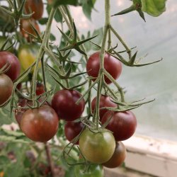 Tomat fr�. Black cherry. Solanum lycopersicum. Ca. 12 Fr�.