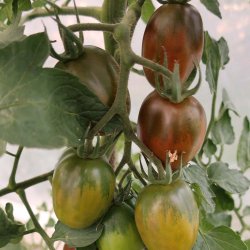 Tomat fr�. Black plum. Solanum lycopersicum. Ca. 13 fr� 