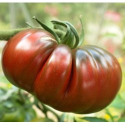 Tomat. Black russian. Solanum lycopersicum. Fr.