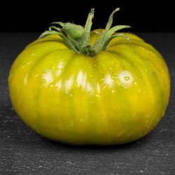 Tomat fr�. Charlie Green. Solanum lycopersicum. Ca. 10 fr�