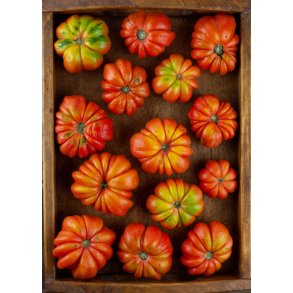 Tomat. Costoluto florentino. Solanum lycopersicum. Fr