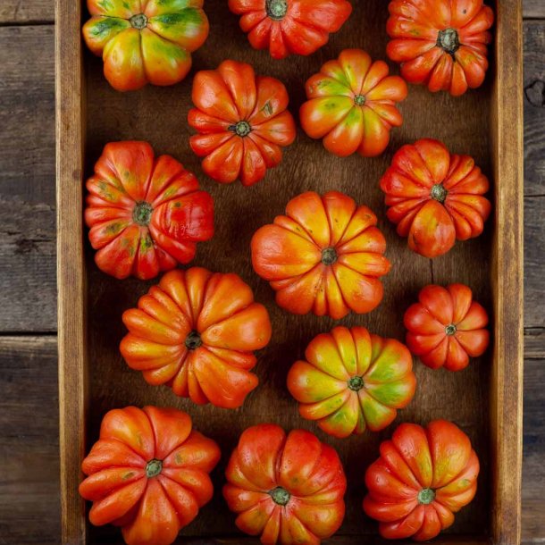 Tomat fr�. Costoluto florentino. Solanum lycopersicum. Ca. 12 Fr�