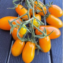 Tomat. Dolly. Solanum lycopersicum. F1. Fr
