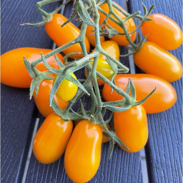 Tomat. Dolly. Solanum lycopersicum. F1. Fr