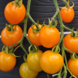 Tomat fr�. Golden cherry. Solanum lycopersicum. Ca. 10 Fr�.