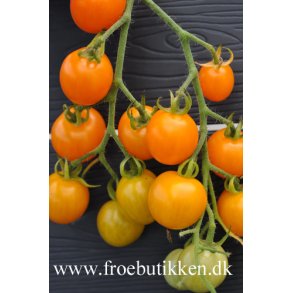 Tomat. Golden cherry. Solanum lycopersicum. Fr.