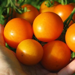 Tomat fr�. Golden queen. Solanum lycopersicum.  Ca. 10 Fr�.