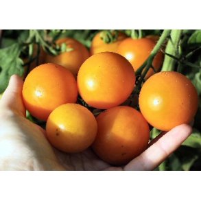 Tomat. Golden queen. Solanum lycopersicum.  Fr.