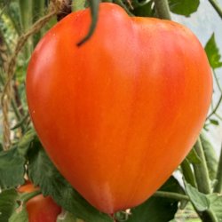 Tomat fr�. Gourmansun. Solanum lycopersicum. Ca. 6 fr�. F1