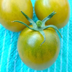 Tomat fr�. Green grape. Solanum lycopersicum. Ca. 10 Fr�