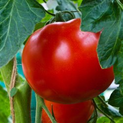 Tomat fr�. Grosse Lisse. Solanum lycopersicum.  F1. Ca. 12 Fr�.