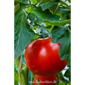 Tomat. Grosse Lisse. Solanum lycopersicum.  F1. Fr.