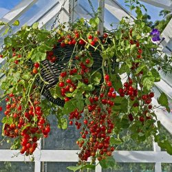 Tomat fr�. Hundreds &amp; thousands. Solanum lycopersicum. Ca. 10 Fr�.
