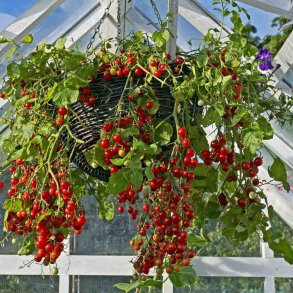 Tomat fr�. Hundreds & thousands. Solanum lycopersicum. Ca. 10 Fr�.