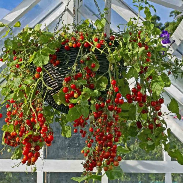 Tomat fr�. Hundreds &amp; thousands. Solanum lycopersicum. Ca. 10 Fr�.