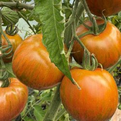 Tomat fr�. Kalypso. Solanum lycopersicum. Ca. 10 fr�