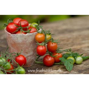 Tomat. Koralik. Solanum lycopersicum. kologisk. Fr